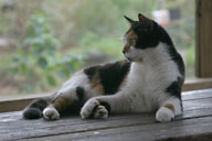 Calico on picnic table on back porch
