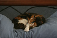 Calico sleeping on pillow