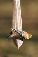 Goldfinches on feeder in back yard