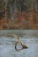 Old wood emerging from lake by Eric's