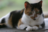 Calico close up