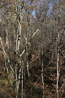 Bare trees on Coldwater mountain